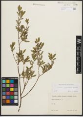 Foto von Salix purpurea L. x Salix repens L.